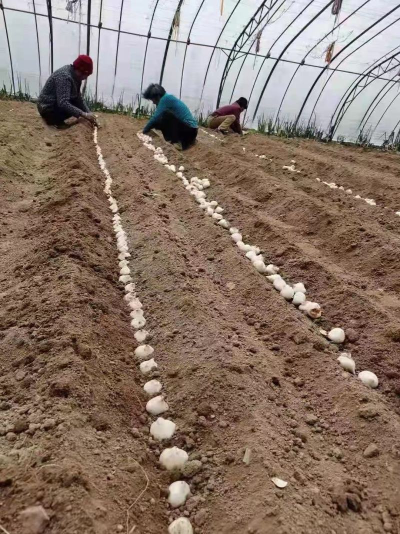 藏红花种球番红种球四季播种耐寒种球欢迎咨询