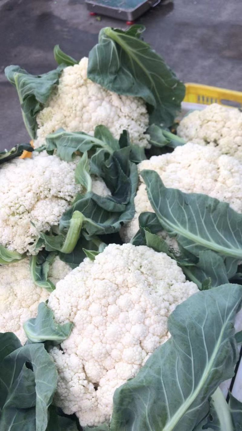 精品花菜大量上市，新鲜现货，量大从优，品质保证