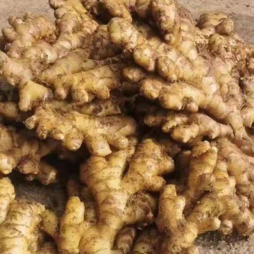 《牛商推荐》山东省大黄姜姜种小黄姜姜种大量现货