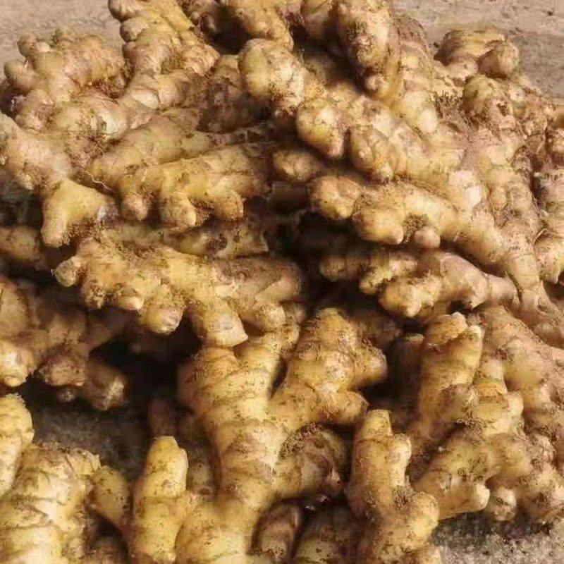 《牛商推荐》山东省大黄姜姜种小黄姜姜种大量现货