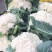 精品花菜大量上市，新鲜现货，量大从优，品质保证