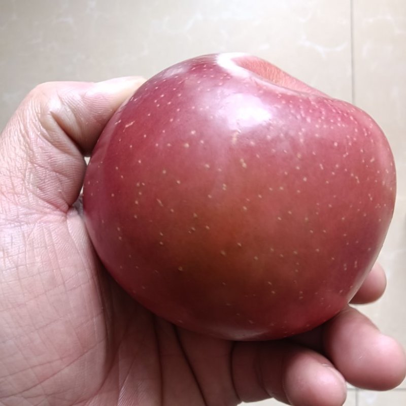 苹果红苹果大果小果