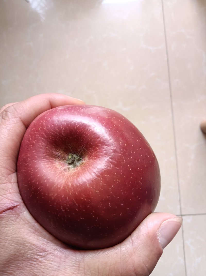 苹果红苹果大果小果