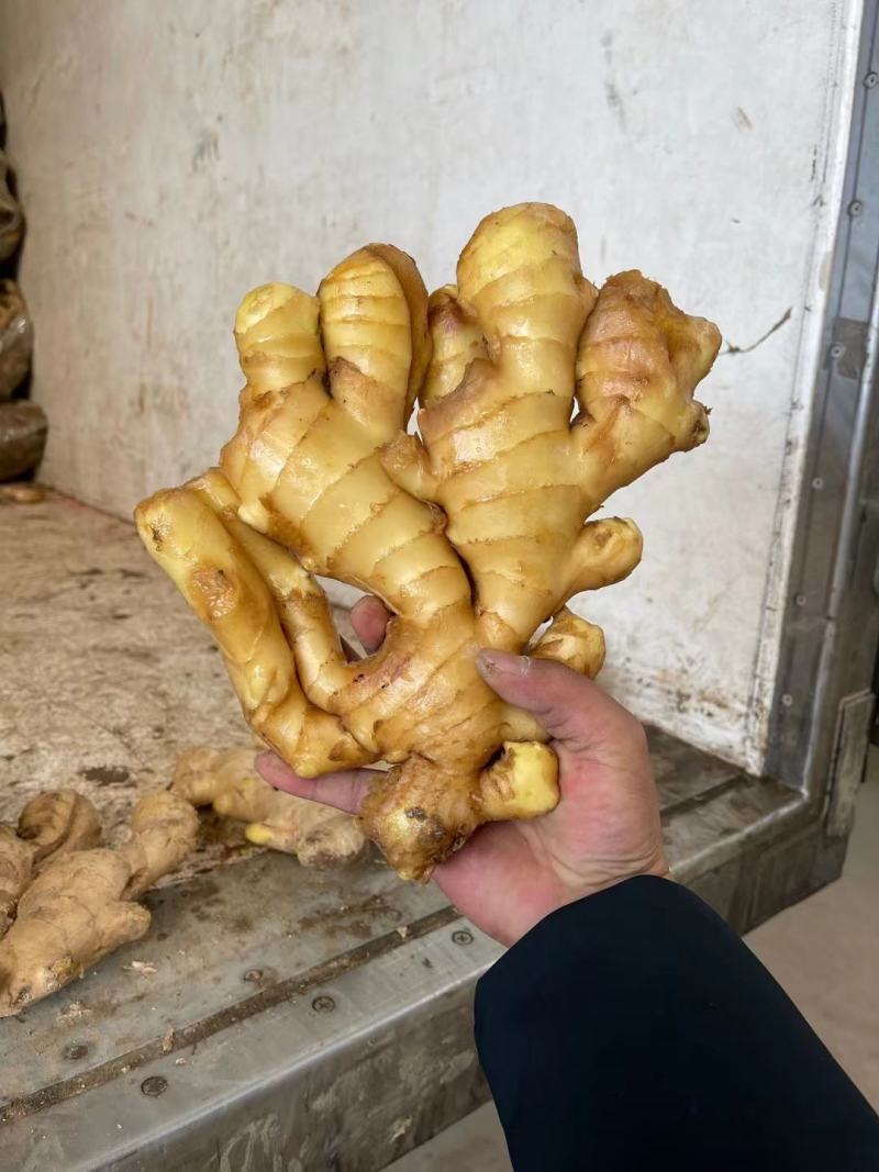 《牛商推荐》山东省大黄姜姜种小黄姜姜种大量现货