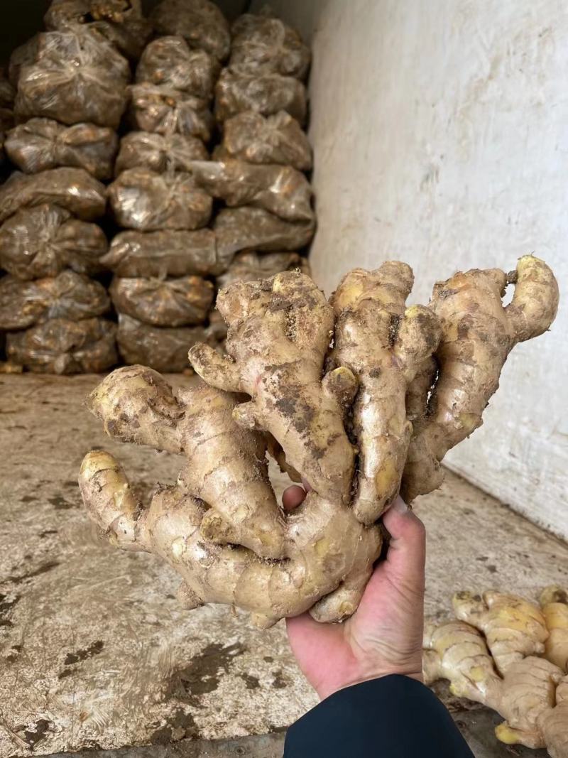 《牛商推荐》山东省大黄姜姜种小黄姜姜种大量现货