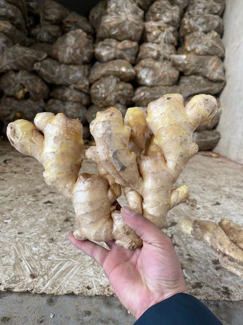 《牛商推荐》山东省大黄姜姜种小黄姜姜种大量现货