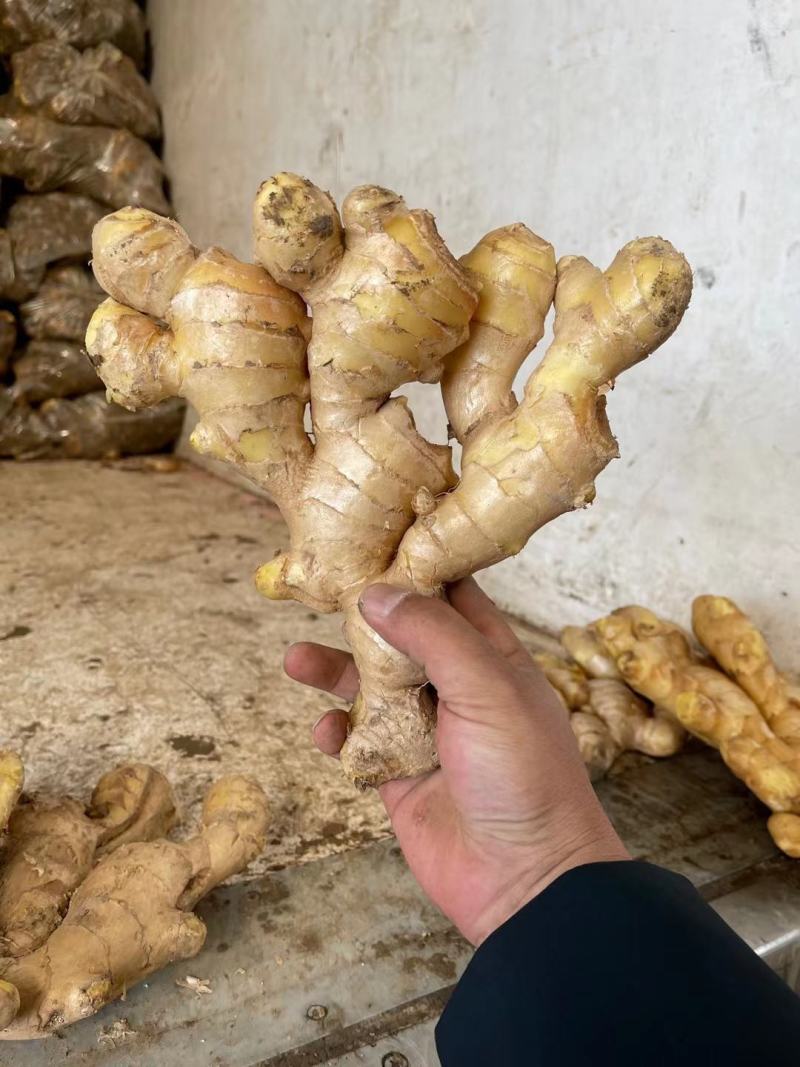 《牛商推荐》山东省大黄姜姜种小黄姜姜种大量现货
