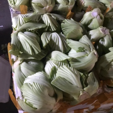 精品介菜胆大量上市，新鲜现货，量大从优，品质保证