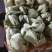精品介菜胆大量上市，新鲜现货，量大从优，品质保证