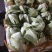 精品介菜胆大量上市，新鲜现货，量大从优，品质保证