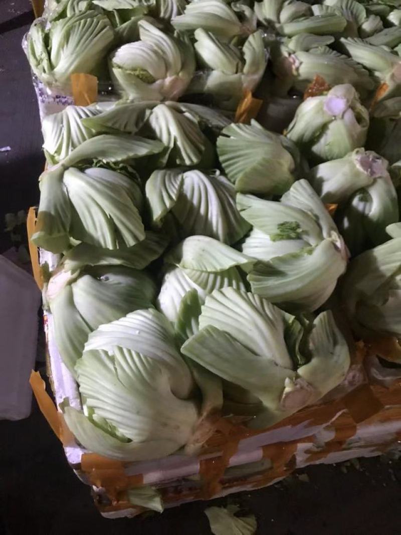精品介菜胆大量上市，新鲜现货，量大从优，品质保证