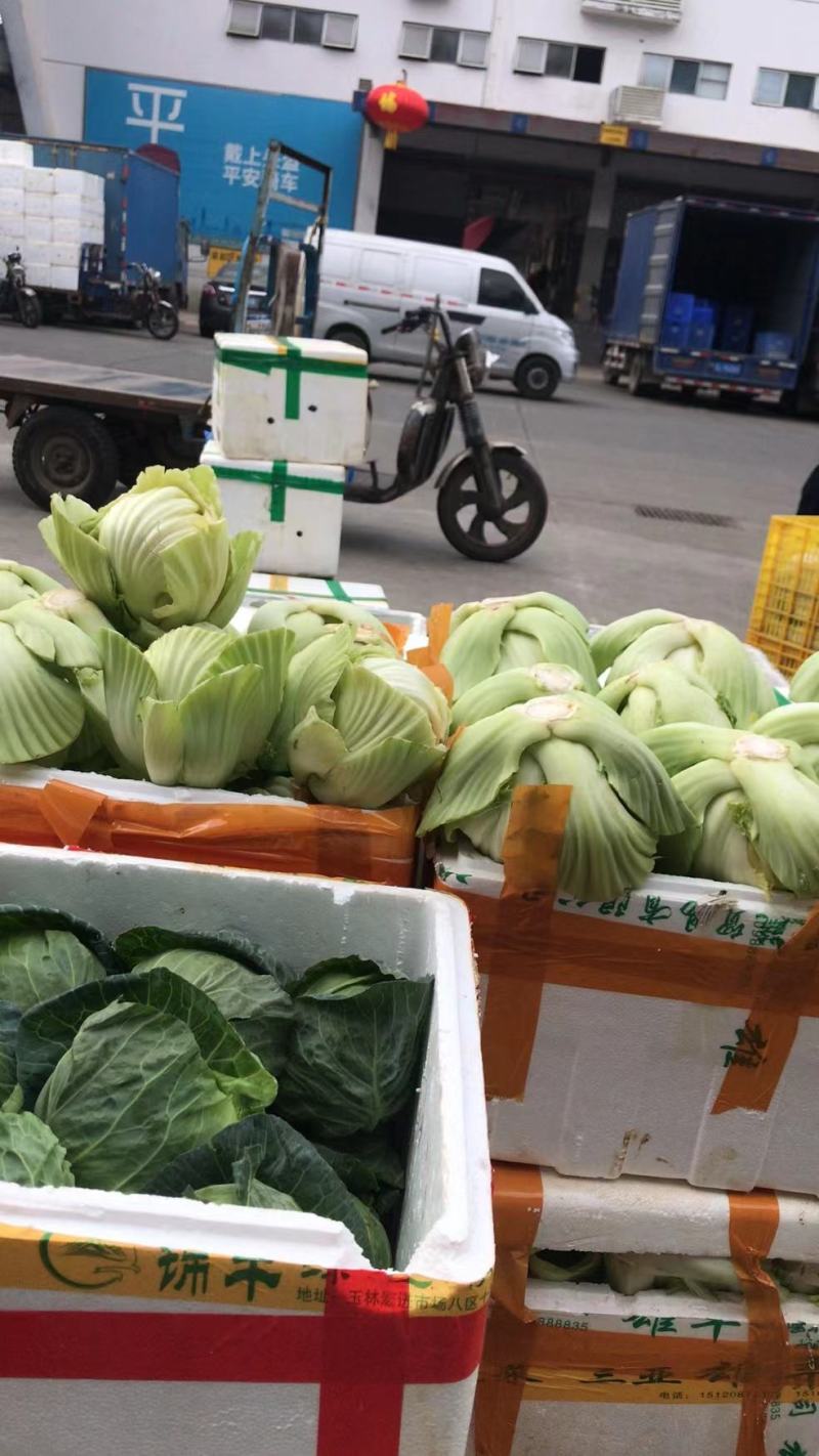 精品介菜胆大量上市，新鲜现货，量大从优，品质保证