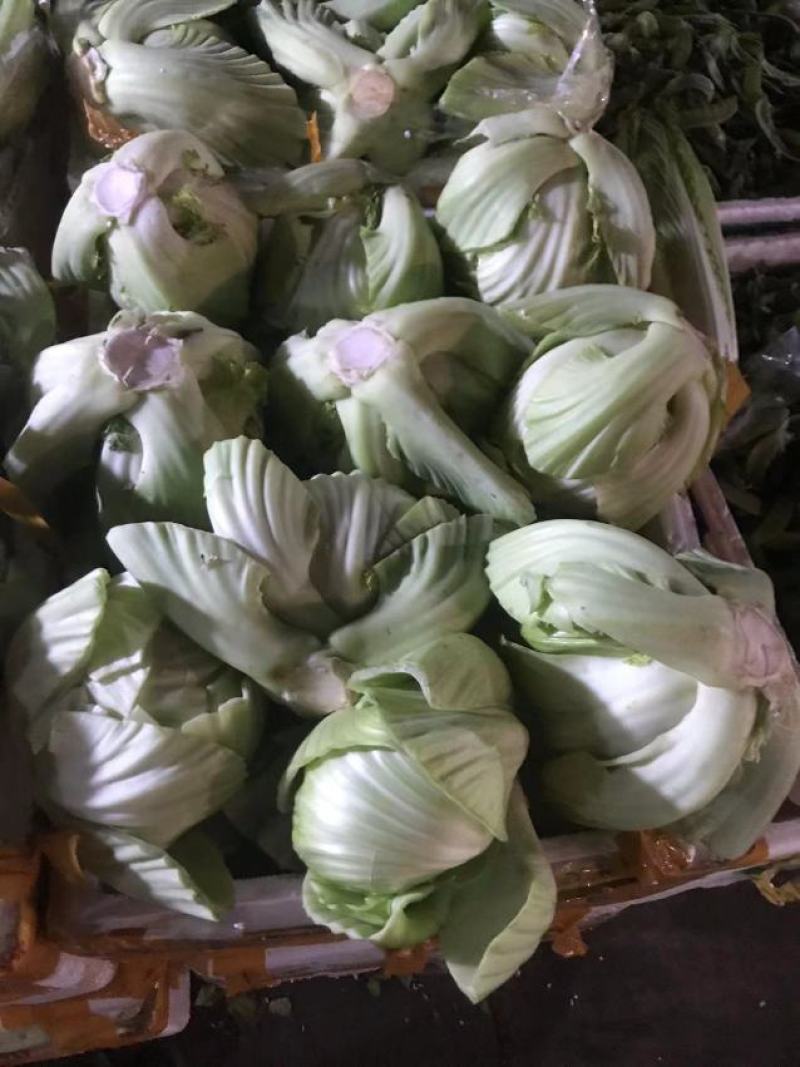 精品介菜胆大量上市，新鲜现货，量大从优，品质保证