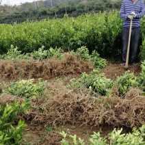 橙子苗纽荷尔脐橙苗全国发货好种植欢迎下单咨询