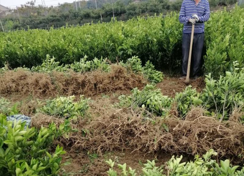 橙子苗纽荷尔脐橙苗全国发货好种植欢迎下单咨询