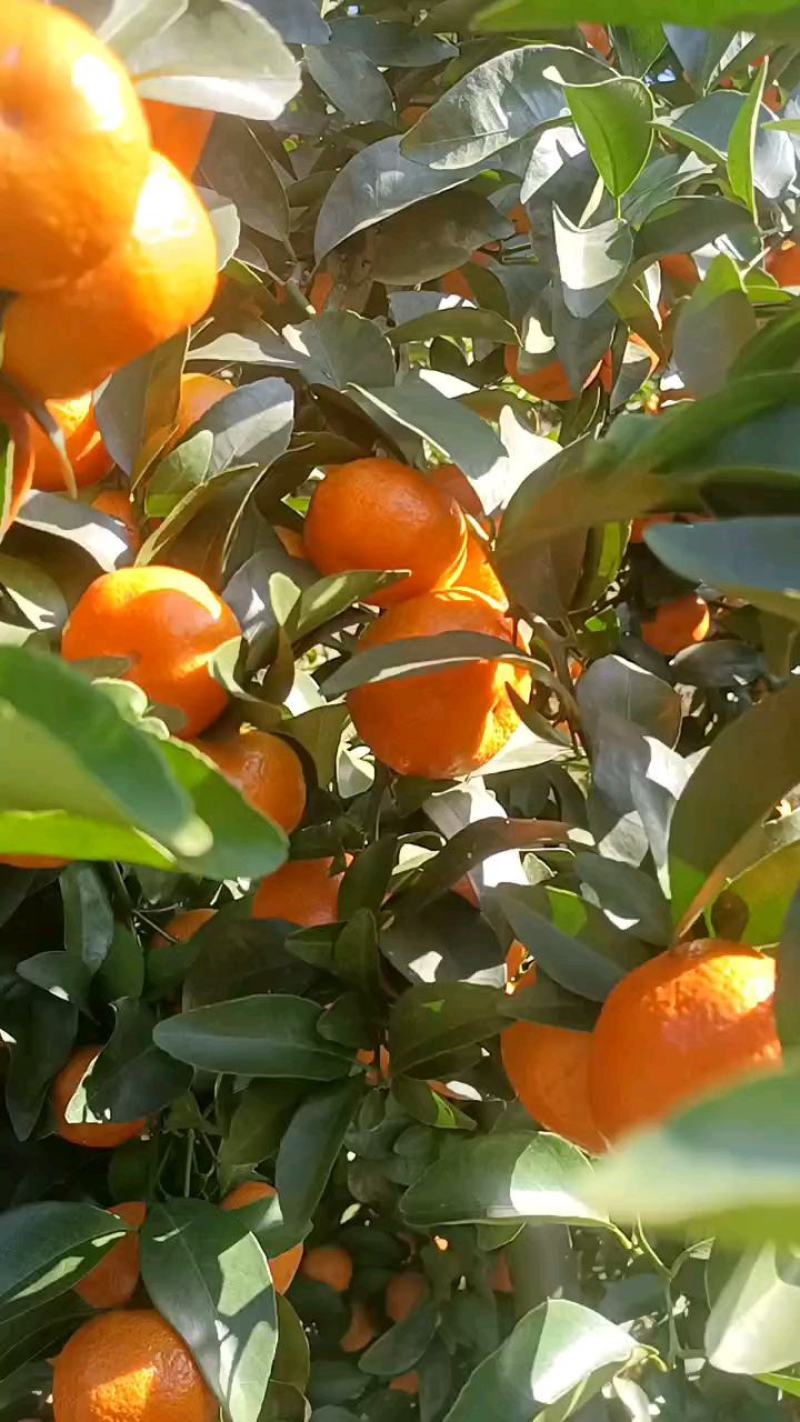 沙糖桔