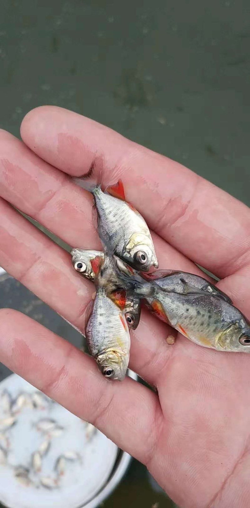 优质淡水白鲳鱼苗基地直供货源充足(水花出售)