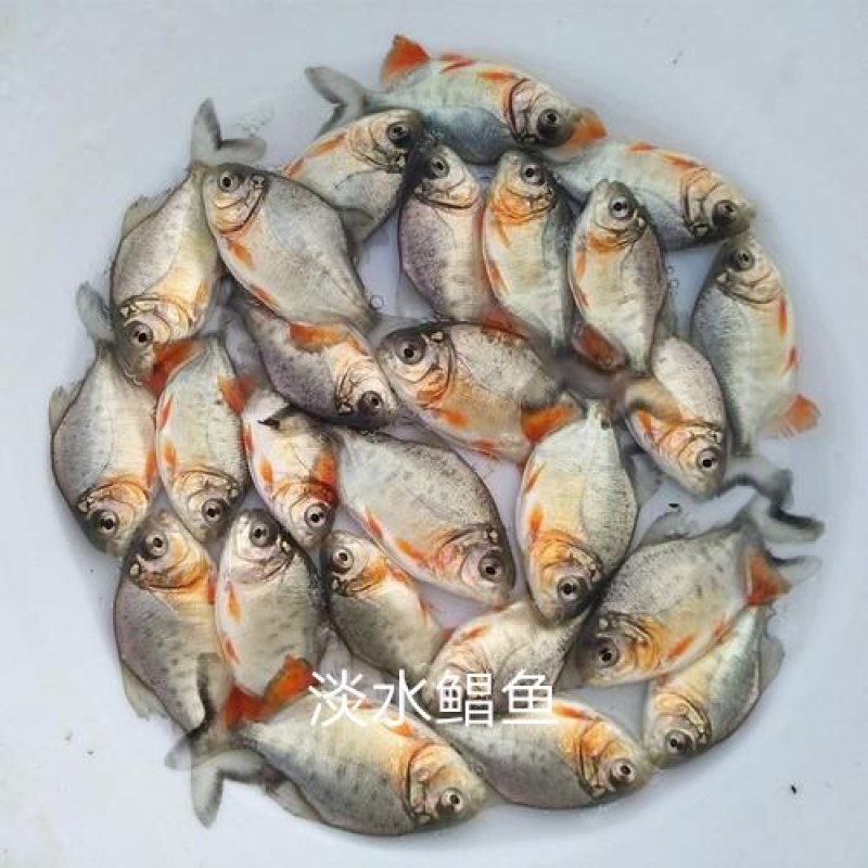 优质淡水白鲳鱼苗基地直供货源充足(水花出售)