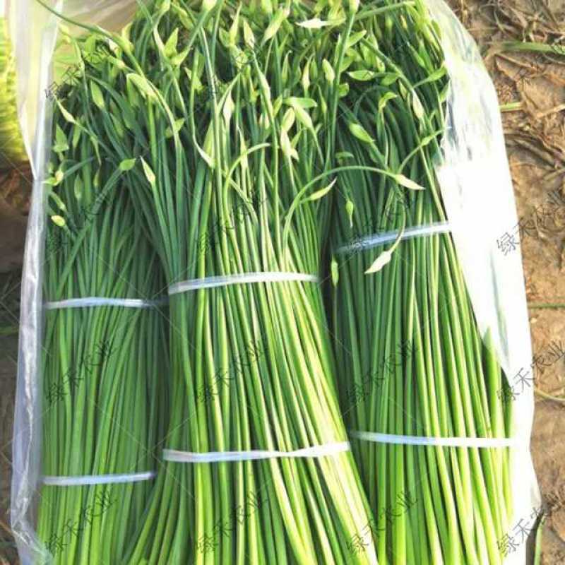 苔韭种子富苔韭一号韭菜花种籽四季苔韭种子早熟韭菜花