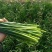 苔韭种子富苔韭一号韭菜花种籽四季苔韭种子早熟韭菜花