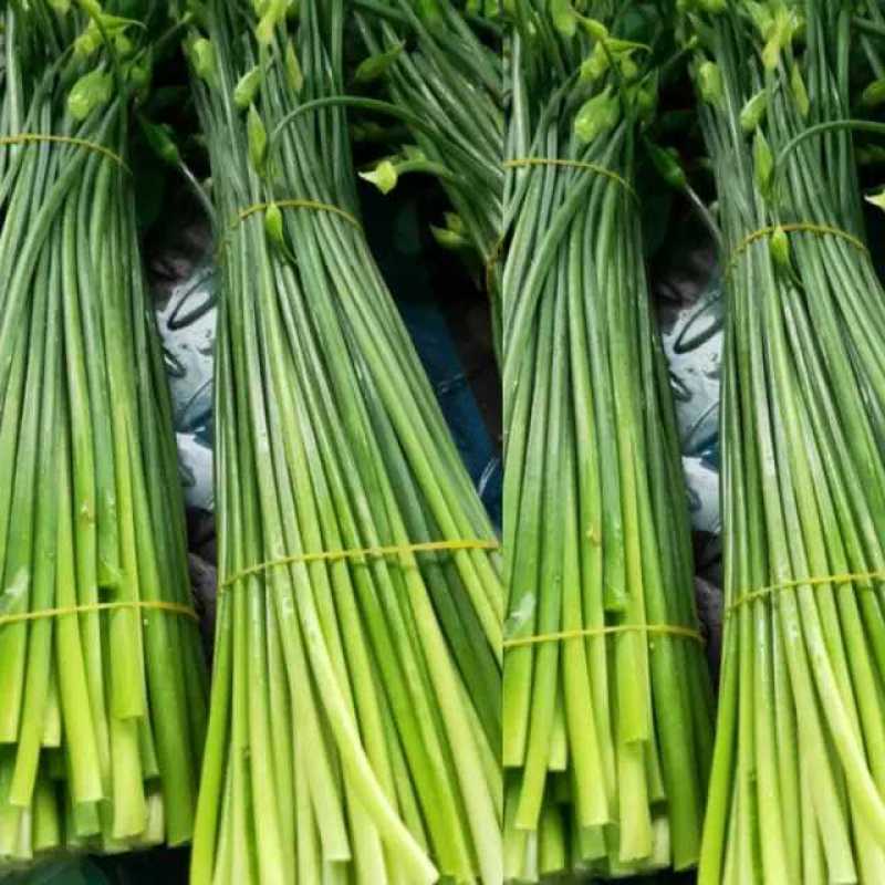 苔韭种子富苔韭一号韭菜花种籽四季苔韭种子早熟韭菜花