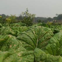 自家种植羊角菜（榨菜）量大从优