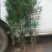 0.8米1.2米1.5米1.8米侧柏营杯苗，柏苗可视频看货