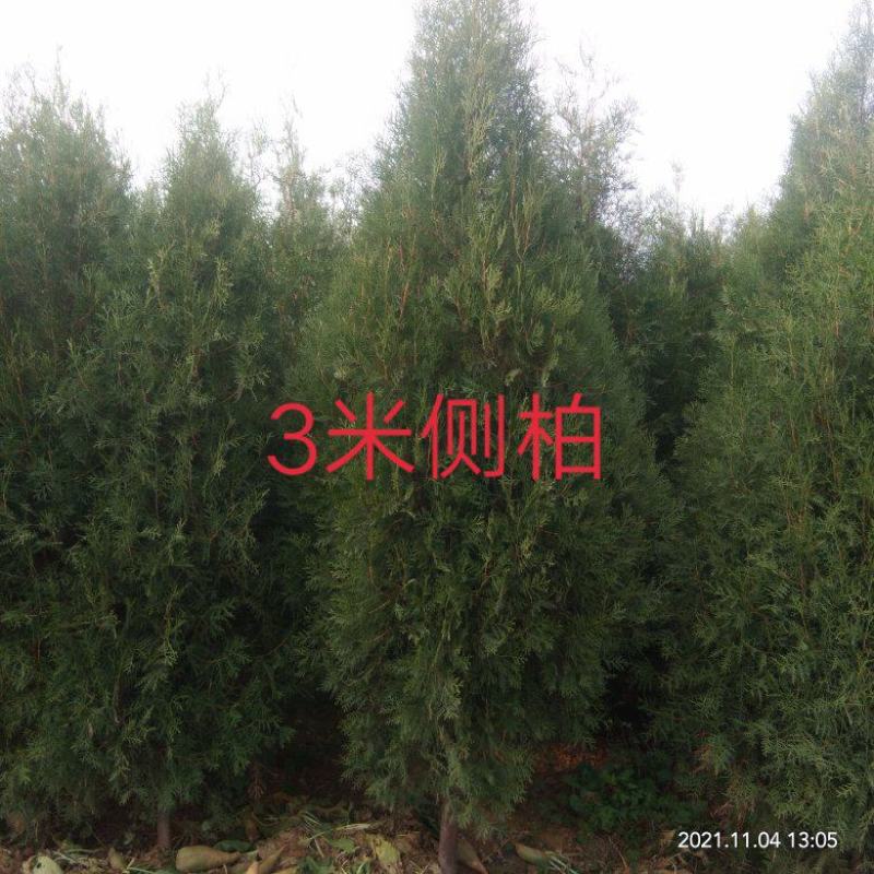 0.8米1.2米1.5米1.8米侧柏营杯苗，柏苗可视频看货