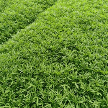 芦蒿基地直发，需要的联系