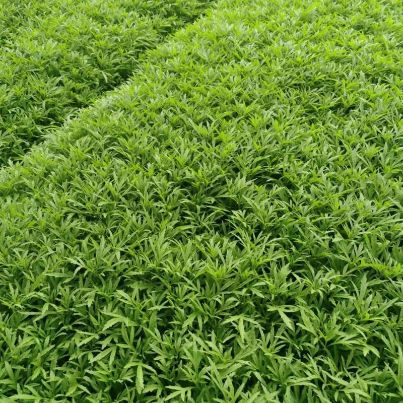 芦蒿基地直发，需要的联系