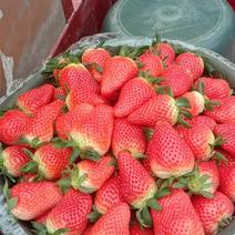 自种大个奶油草莓，红颜草莓
