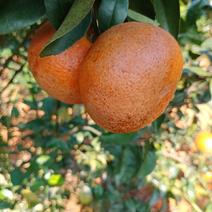 （热销)柑橘产区直供，货源充足，量大从优，视频，欢迎订购