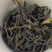 单枞茶鸭屎香乌龙新茶春茶清香礼盒装500克