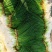 李集小香葱