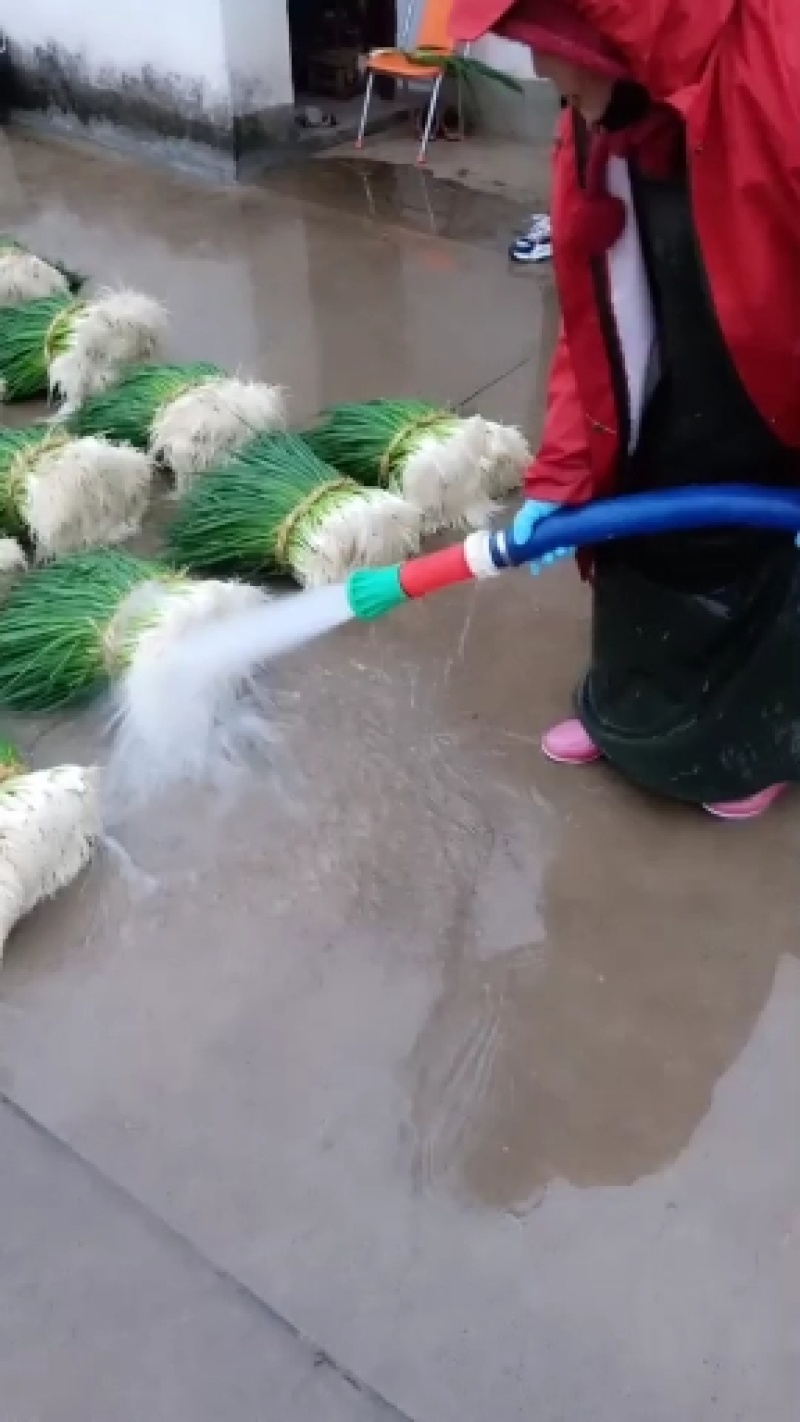 李集小香葱