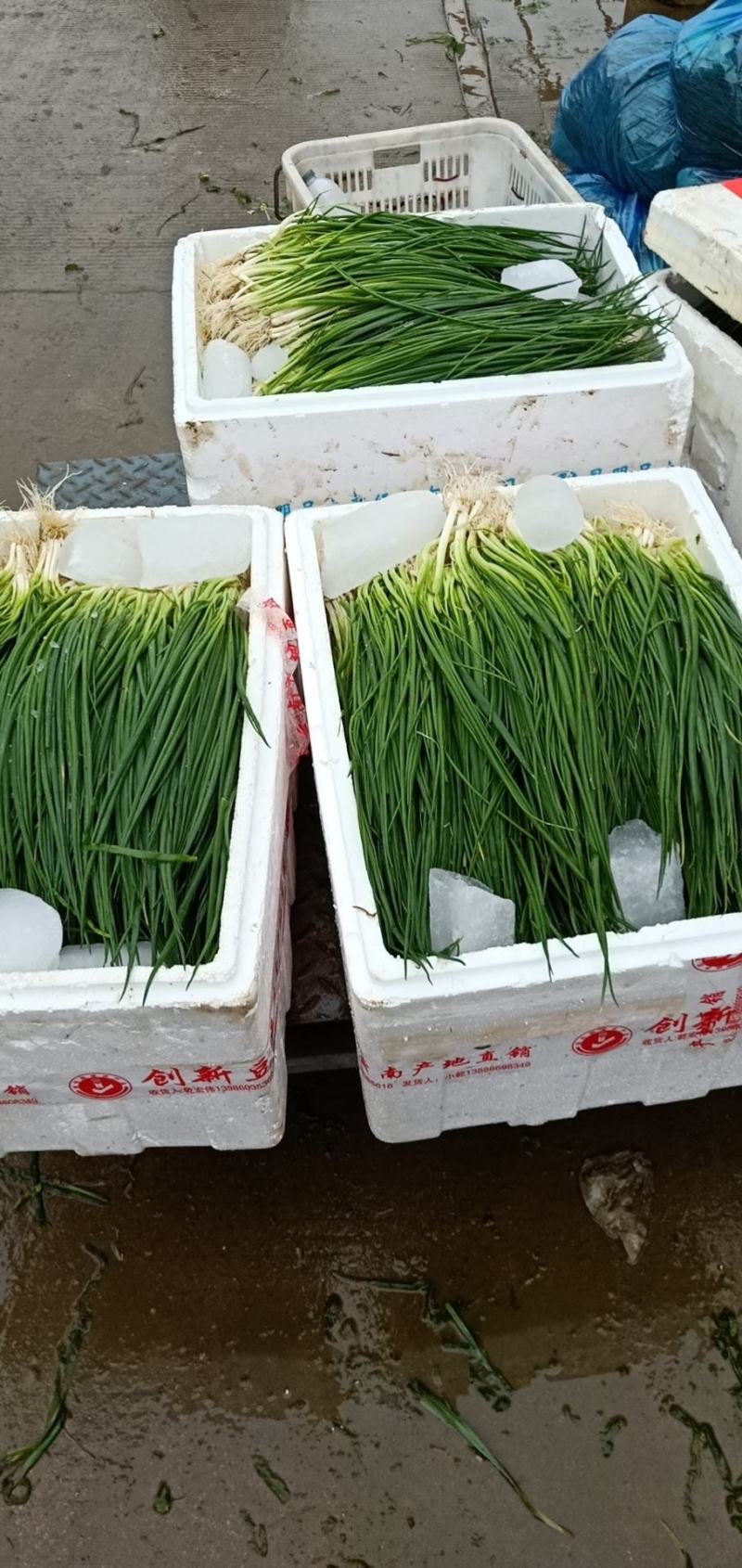 李集小香葱