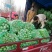 法国皇后芹菜米黄色亮