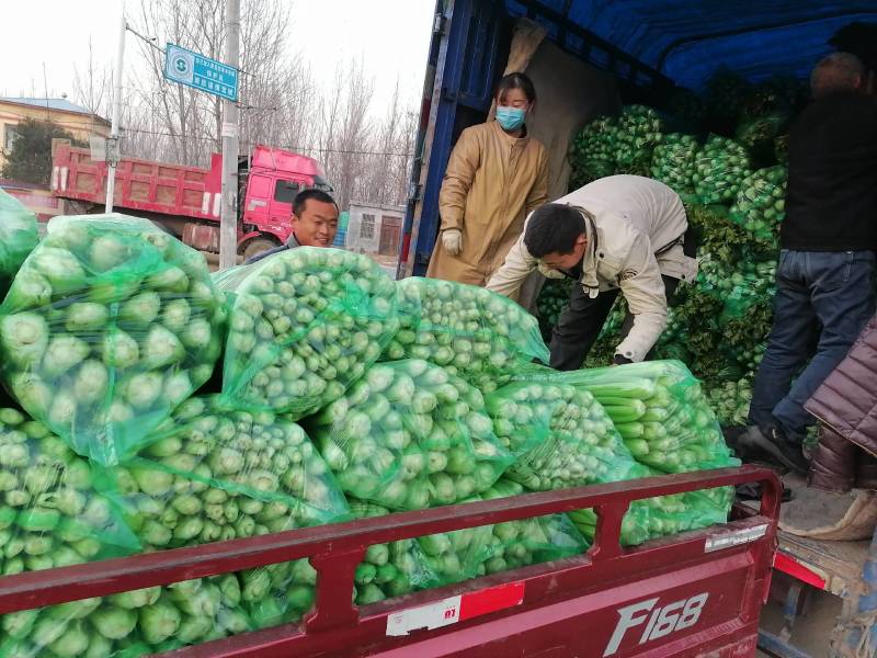 法国皇后芹菜米黄色亮