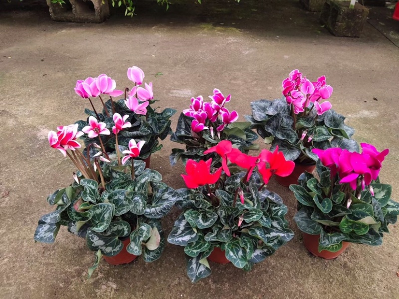 仙客来带花苞室内花卉重瓣迎客来四季开花好养大花苗观花