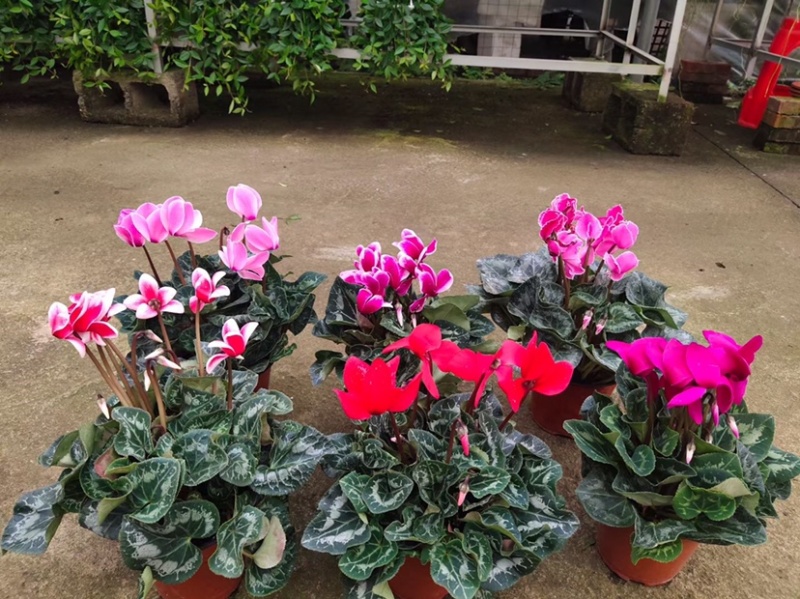 仙客来带花苞室内花卉重瓣迎客来四季开花好养大花苗观花