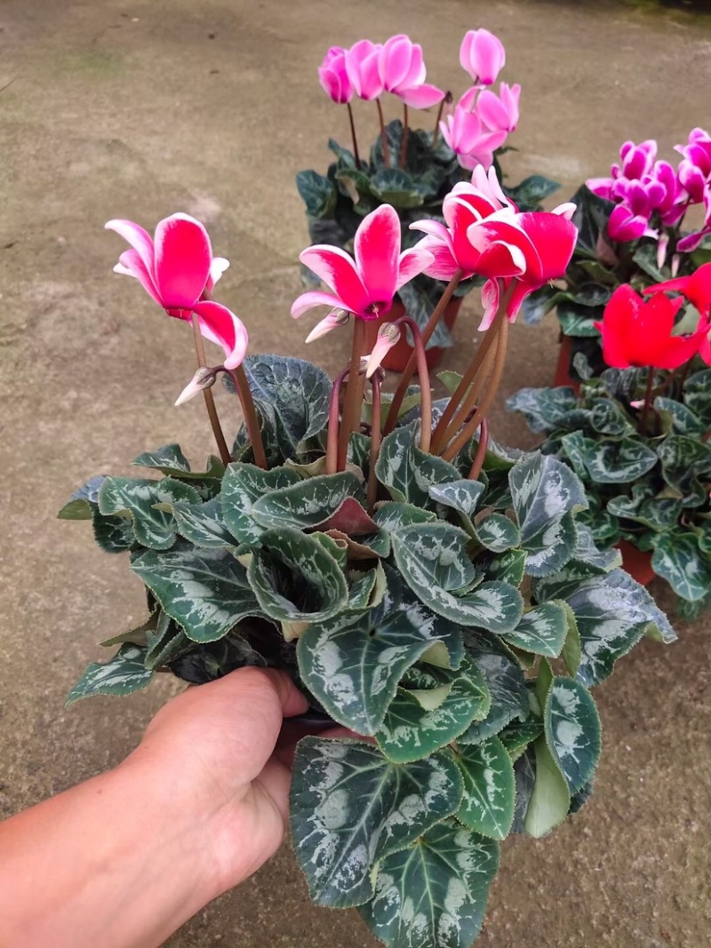 仙客来带花苞室内花卉重瓣迎客来四季开花好养大花苗观花