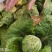 精品娃娃菜，大娃娃菜，小娃娃菜，代收代发全国各地。