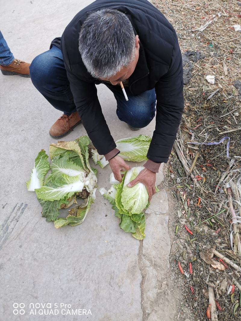 精品娃娃菜，大娃娃菜，小娃娃菜，代收代发全国各地。