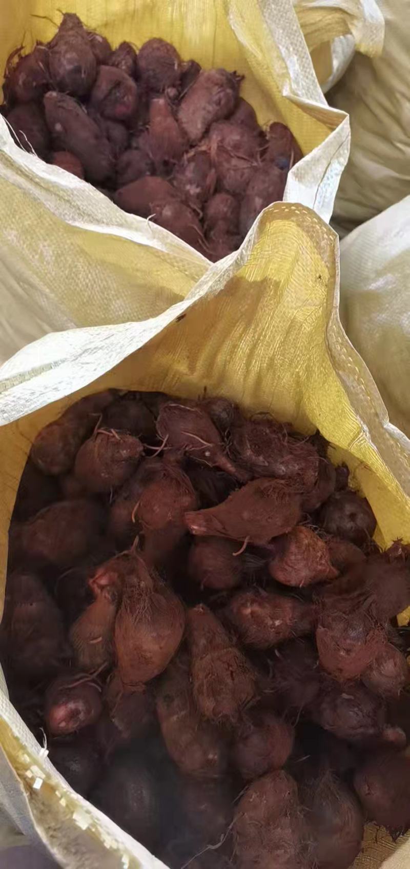 产地直发，高山红芽芋儿开始上市了，香糯可口，物美价廉。