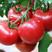 硬粉西红柿苗农家温室地栽番茄苗产地直发