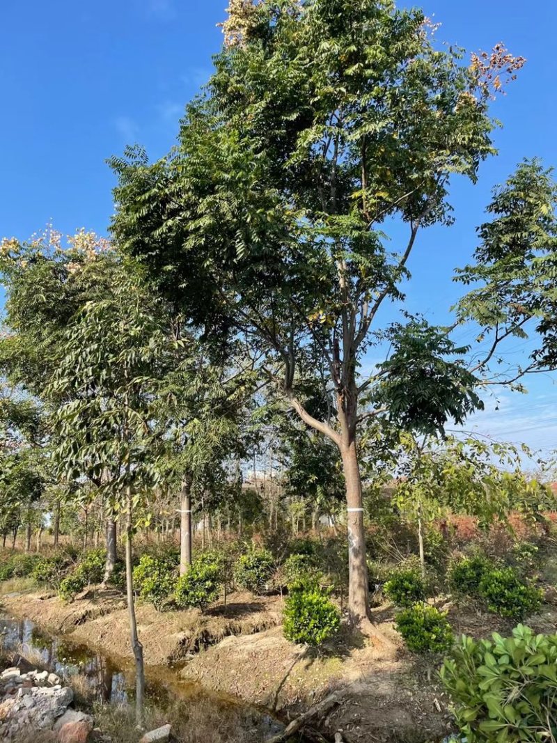 栾树3到20公分，15黄山栾树批发，规格齐全，量大从优