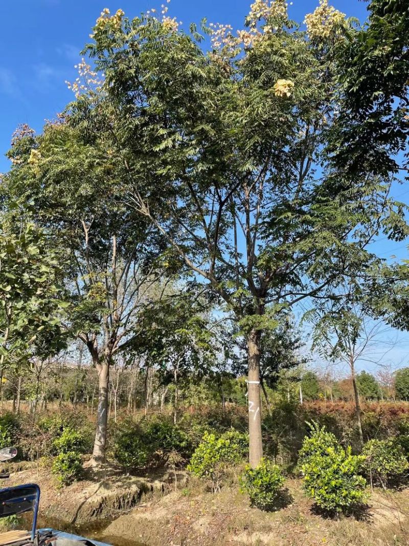栾树3到20公分，15黄山栾树批发，规格齐全，量大从优