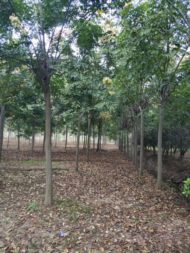 栾树3到20公分，15黄山栾树批发，规格齐全，量大从优