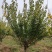基地直销红梅，规格齐全，红梅树量大从优