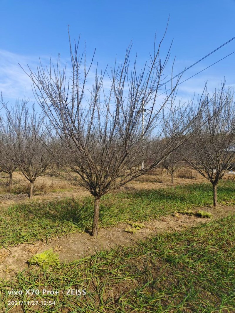 基地直销红梅，规格齐全，红梅树量大从优